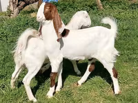 Koza, Nubian Goat — zdjęcie 1