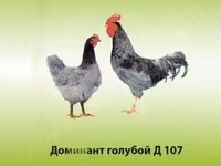 Lohmann Brown — zdjęcie 1