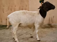 Baran, Dorper sheep — zdjęcie 1