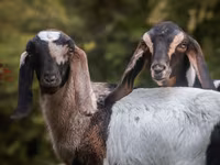 Koza, Nubian Goat — zdjęcie 5