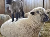 Widder, Hampshire sheep — Foto 5