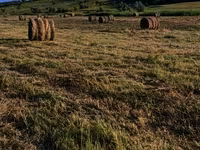 Продам луговую траву — Foto 3