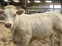 Krowa, Charolais cattle — zdjęcie 1
