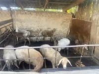 Schaf, Rhon sheep — Foto 3