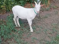 बकरा, Saanen goat — फ़ोटो 4