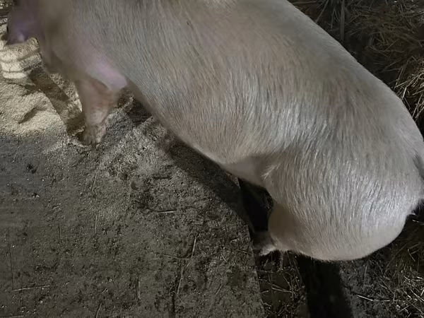 Säue, Schweine