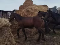 Caballo, Horse breed — foto 7