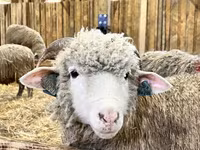 Baran, Kuibyshev sheep — zdjęcie 6