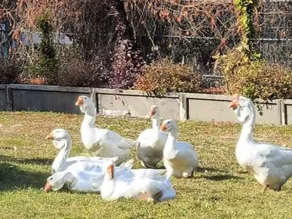 Geese — Rosja