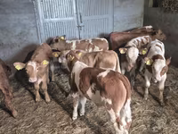 Bull, Cattle — photo 2
