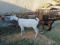 Koza, Saanen goat — zdjęcie 6