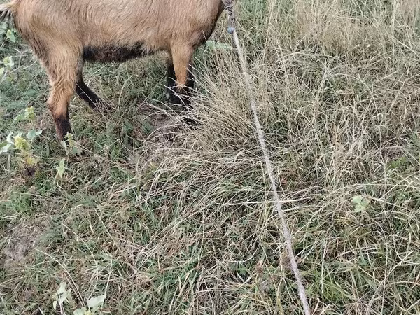 Kozioł, Kozy