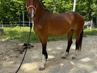 Stute, Dutch warmblood horse — Foto 5