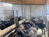 Schaf, Schafe — Foto 1