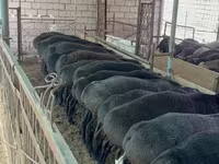 Carnero, Ovejas — foto 6
