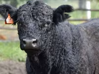 Krowa, Simmental cattle — zdjęcie 7