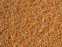 Porumb de la producator- 3,00lei/kg. Fălești. Кукуруза в зернах. — zdjęcie 1