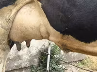 Cow, Russian Black pied cattle — photo 7