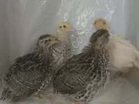 Quails — zdjęcie 1