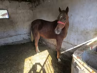 Hengst, Thoroughbred horse — Foto 5