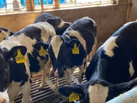 Kuh, Holstein-Rasse — Foto 5