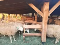 公羊, Sheep — 照片 1