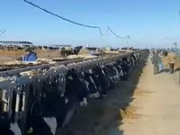 Krowa, Russian Black pied cattle — zdjęcie 6
