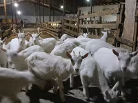Koza, Saanen goat — zdjęcie 2