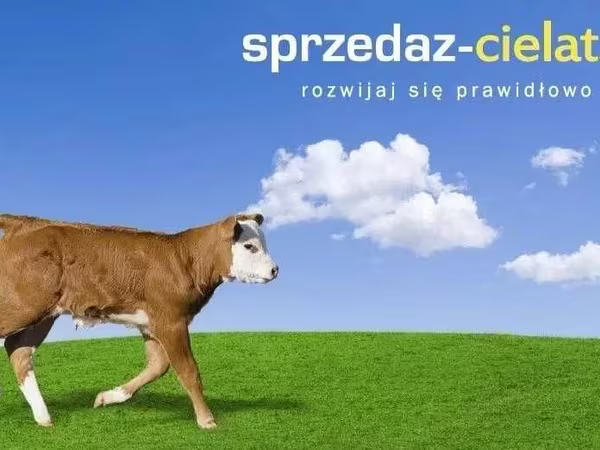 Byk, Bydło