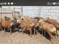 Ram, Kazakh fat-tailed coarsewool sheep — photo 1