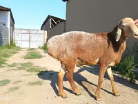 मेढ़ा, Agin sheep — फ़ोटो 5