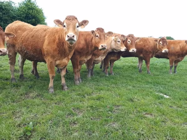 Krowa, Krowa limuzyńska