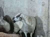 Owca, Owce — zdjęcie 2