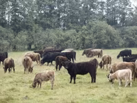 Byk, Krowa gallowajska — zdjęcie 1