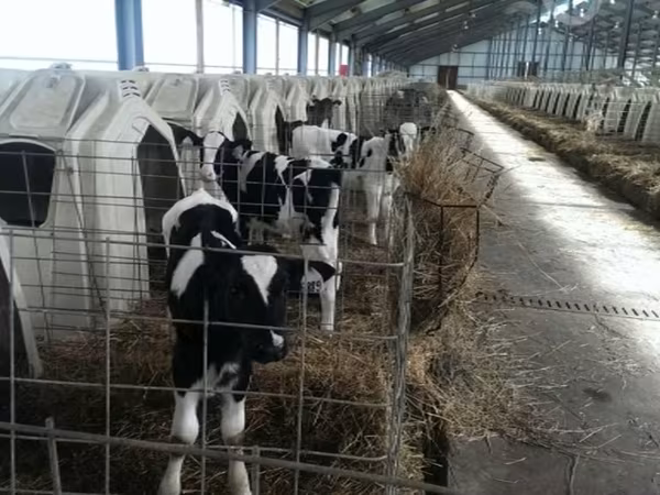 Bull, Holstein breed