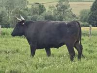 Krowa, Wagyu — zdjęcie 6