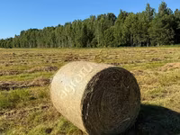 Сено луговое разнотравье — Foto 1