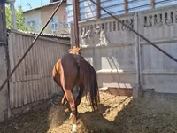 Koń, Arabian horse — zdjęcie 5