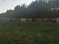 Krowa, Montbeliarde — zdjęcie 5