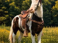 Koń, Appaloosa — zdjęcie 2
