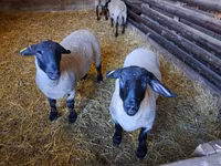 Owca, White Suffolk sheep — zdjęcie 1