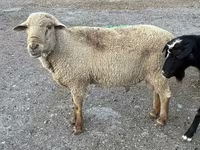 Widder, Hampshire sheep — Foto 6