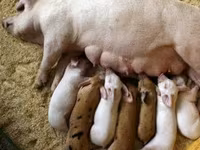Premixuri pentru păsări şi animale / Премиксы для птиц и животных — photo 5
