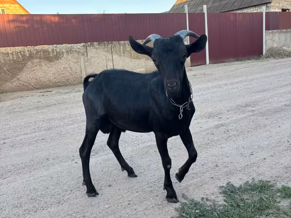 बकरा, Murcia-Granada goats