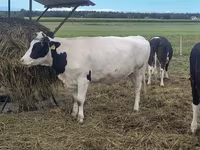 Vaca, Raza Holstein — foto 4