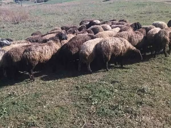 Baran, Owce