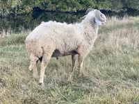 公羊, Karakul sheep — 照片 3