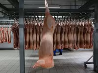 Калтык свиной — फ़ोटो 1