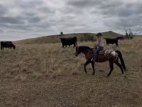 Horse (M), Horses of Sable Island — photo 6