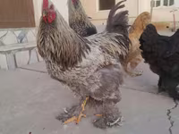 Brahma — photo 2